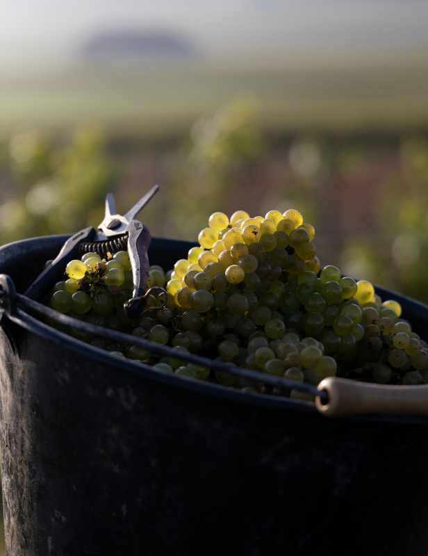 Vendanges, Chardonnay ©Julien Gérard-Maizières